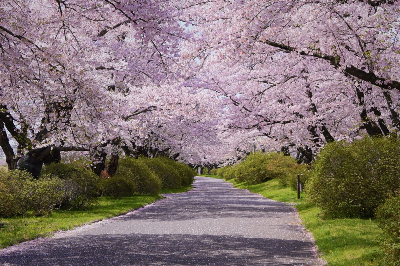 DouglasLaingEpicurean&TheIleachCASK(桜並木様 展勝地-1280x853.jpg