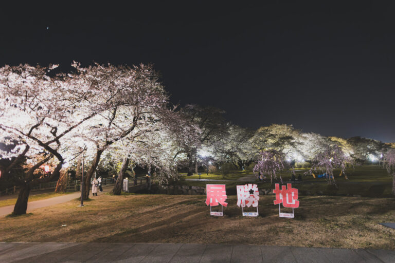 夜桜 お花見広場 (1)